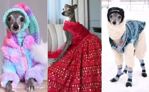 Cachorrinha influencer e ícone fashion morre aos 14 anos